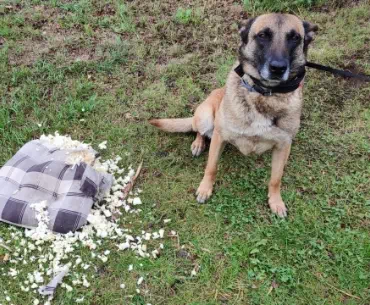 Pies i zniszczona poduszka